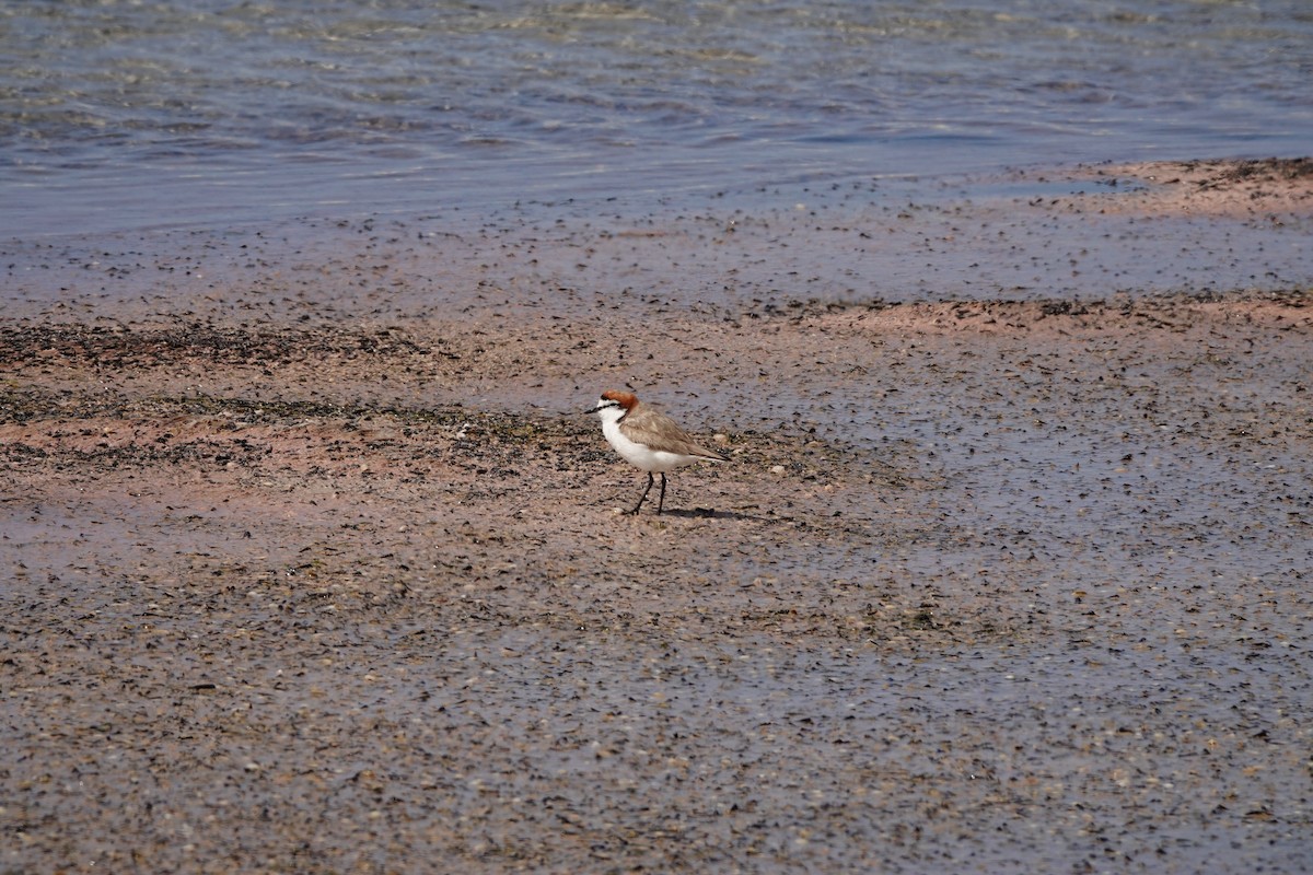 Red-capped Plover - ML646390055