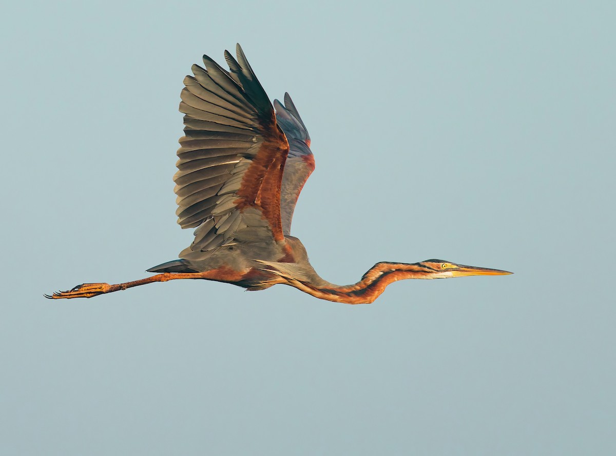 Purple Heron - ML646390057