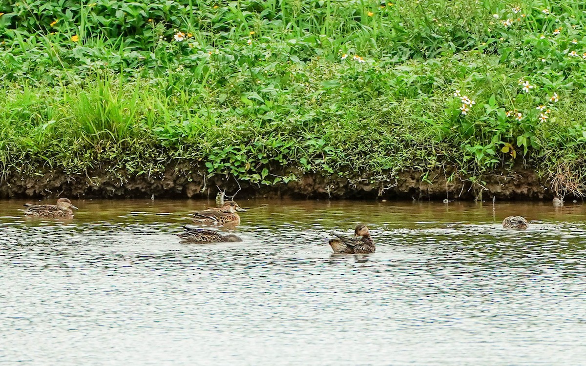 Baikal Teal - ML646390067