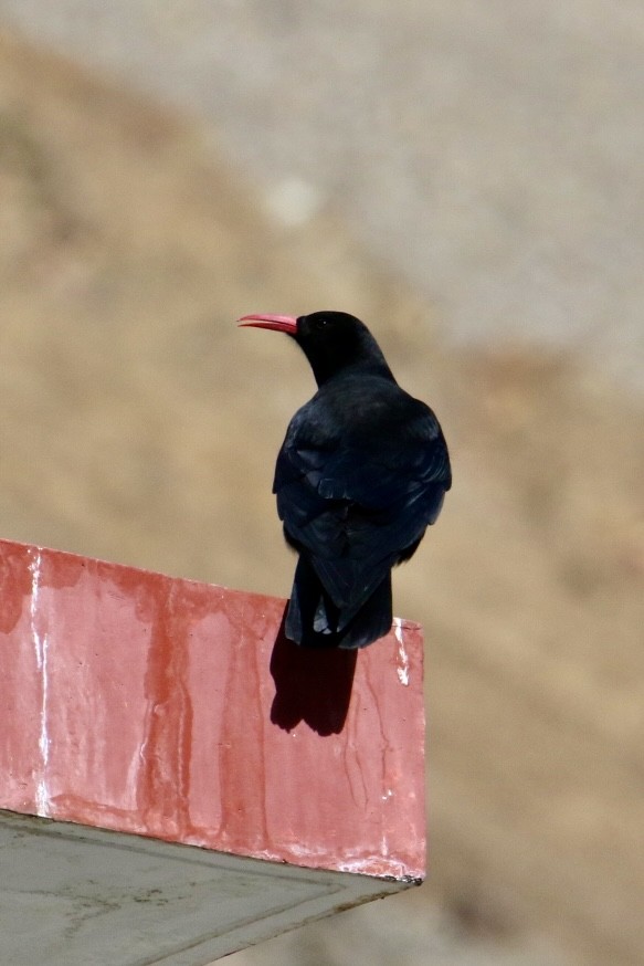 Red-billed Chough - ML646390068