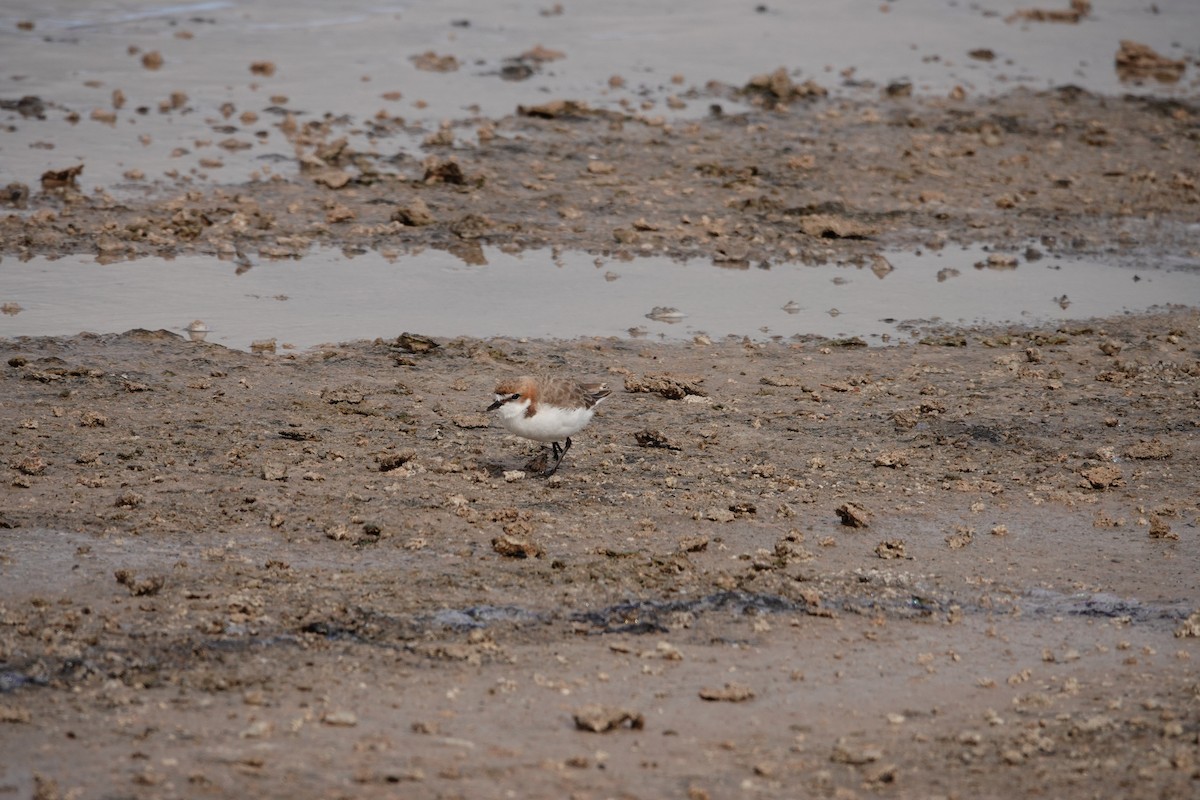 Red-capped Plover - ML646390069
