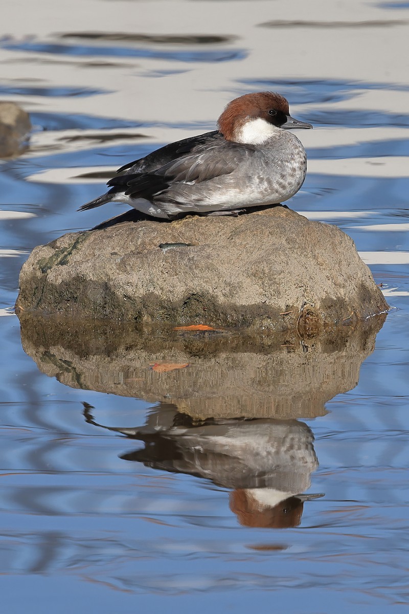 Smew - ML646390072