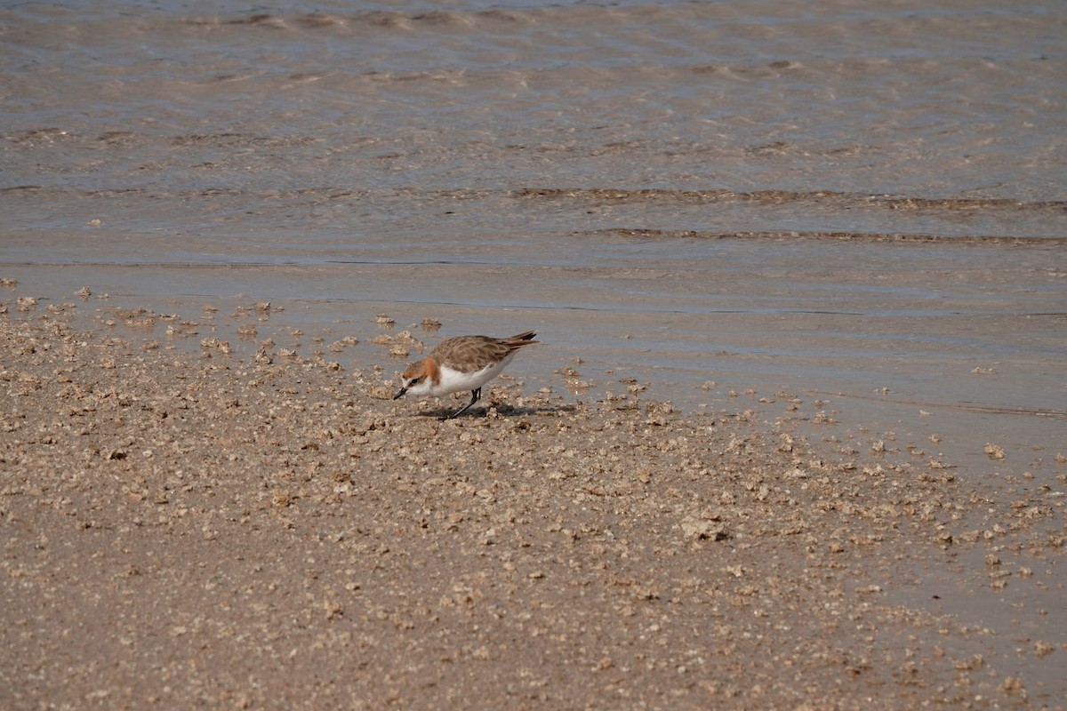 Red-capped Plover - ML646390073