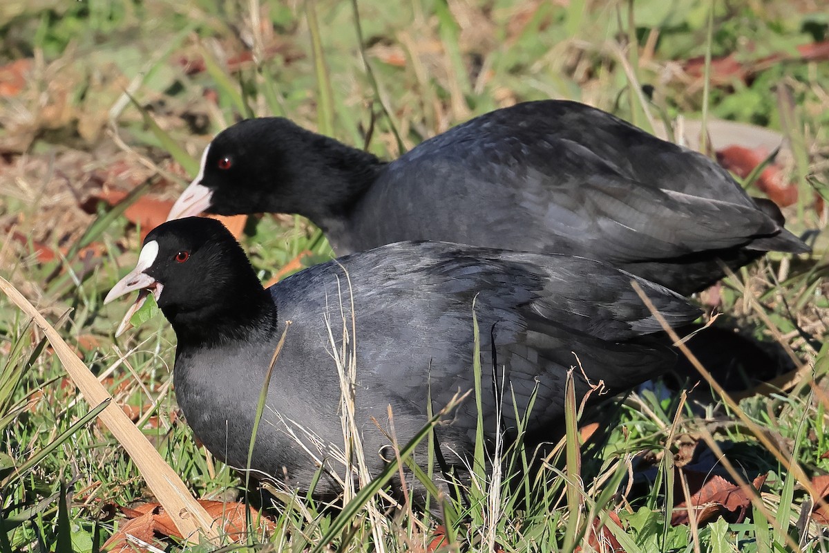 Eurasian Coot - ML646390075