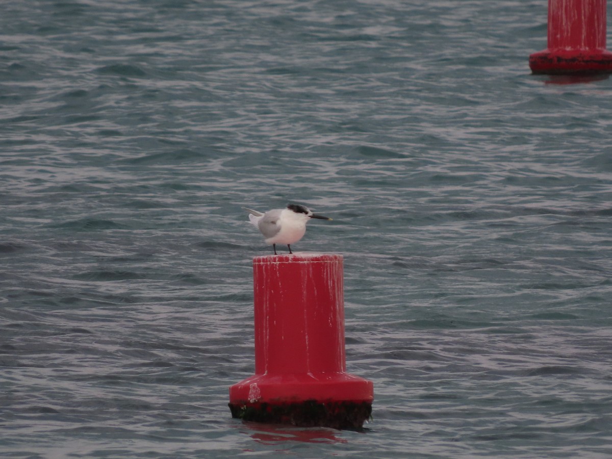 Sandwich Tern - ML646390077