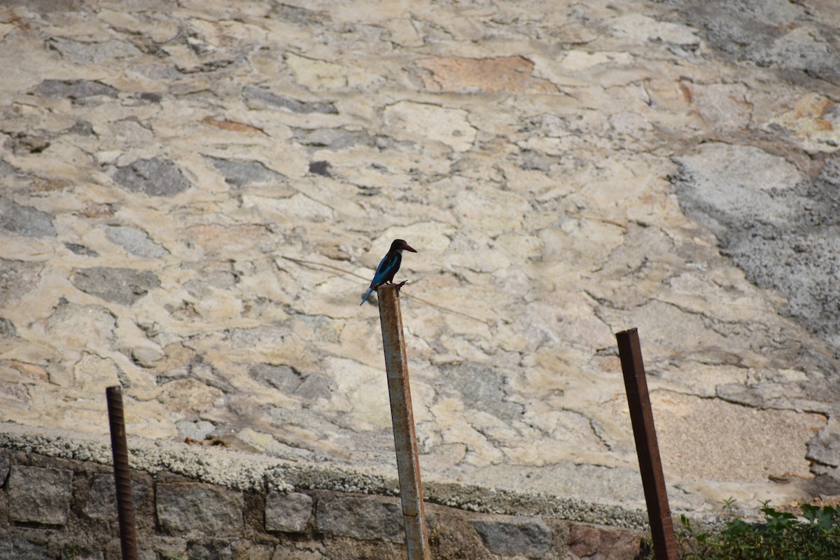 White-throated Kingfisher - ML646390078