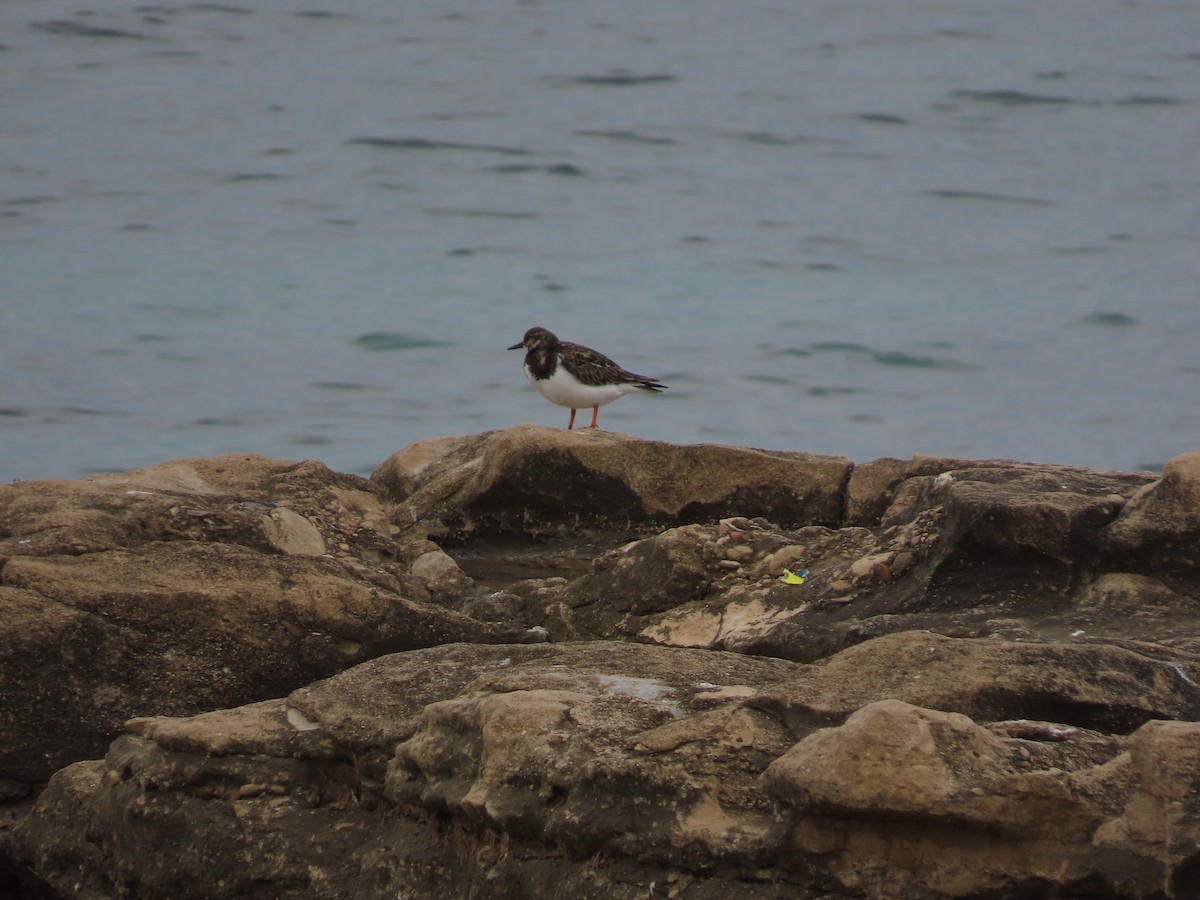 Ruddy Turnstone - ML646390083