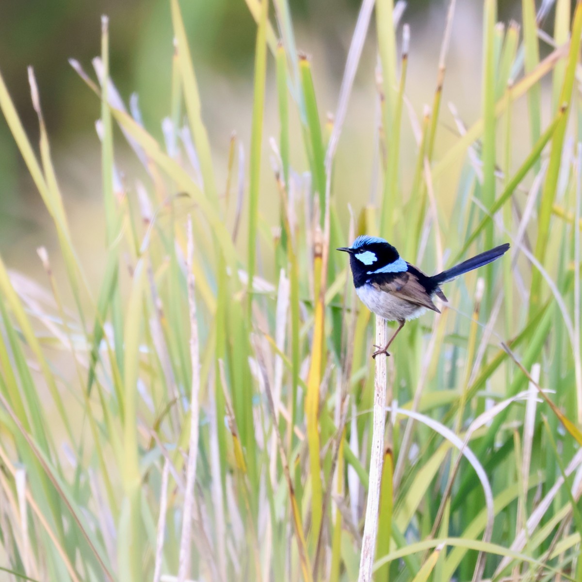 modropláštník nádherný - ML646390084