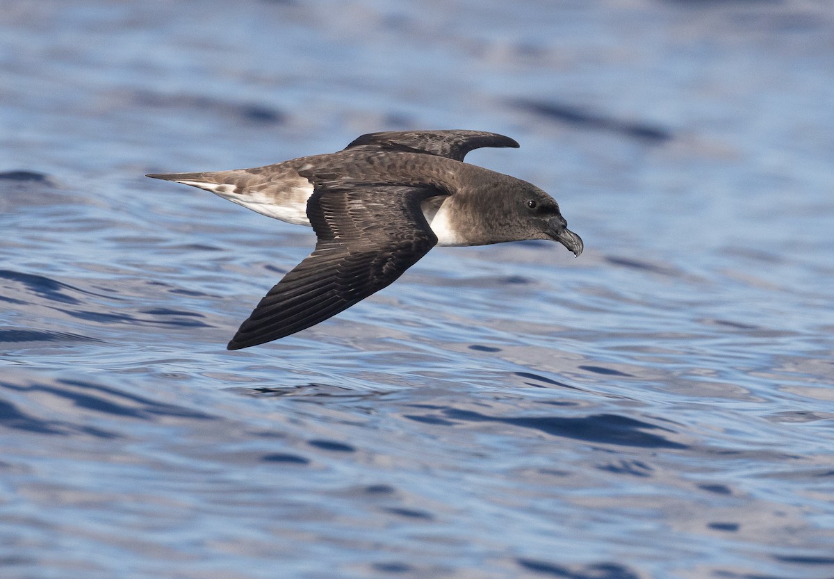 黑背白腹穴鳥 - ML646390085