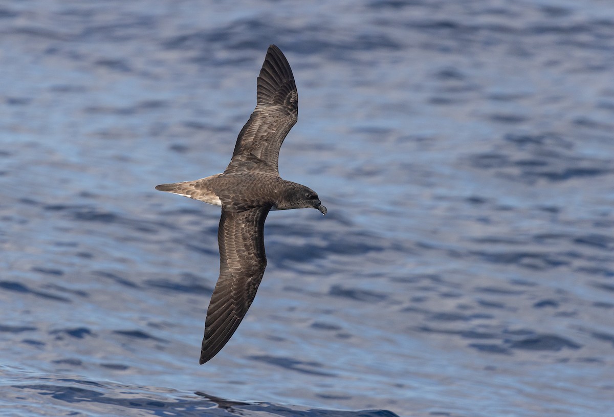 黑背白腹穴鳥 - ML646390086