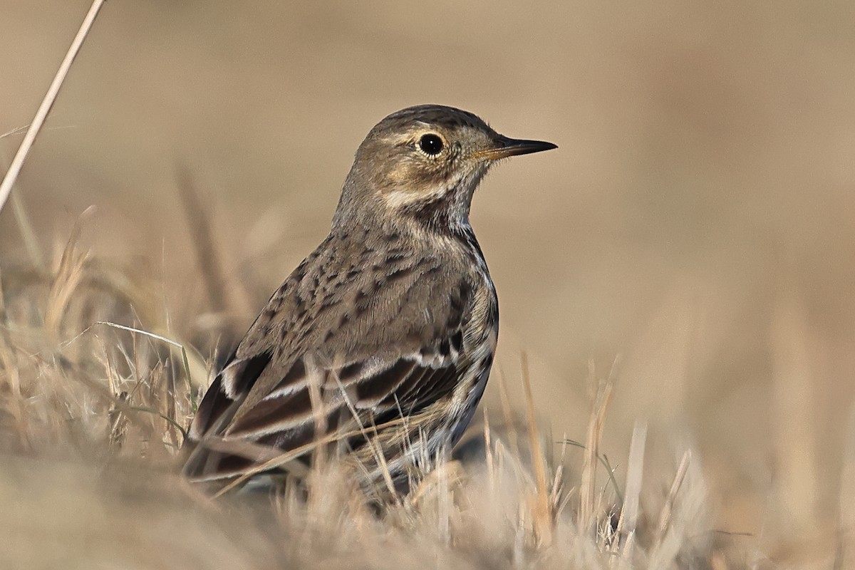 Siberian Pipit - ML646390088