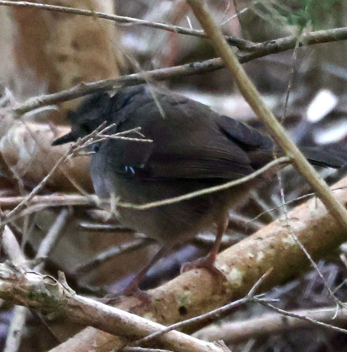 White-browed Scrubwren - ML646390092