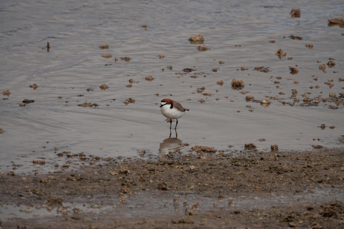 Red-capped Plover - ML646390093