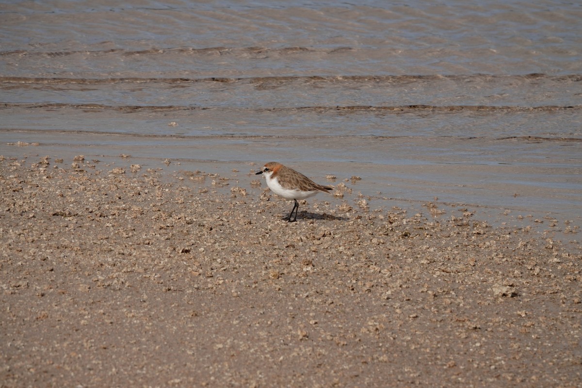 Red-capped Plover - ML646390094