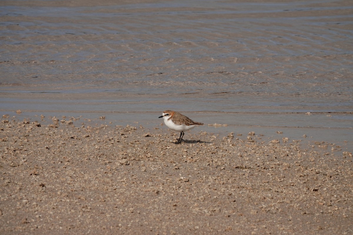 Red-capped Plover - ML646390095