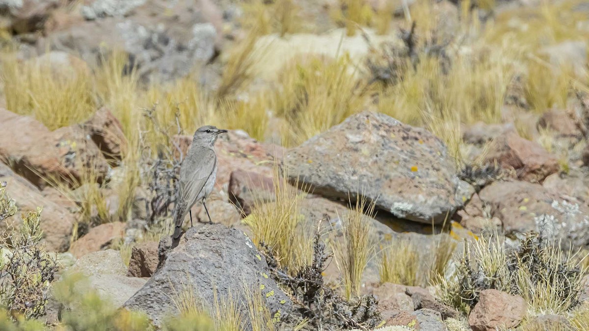 Puna Ground-Tyrant - ML646390096