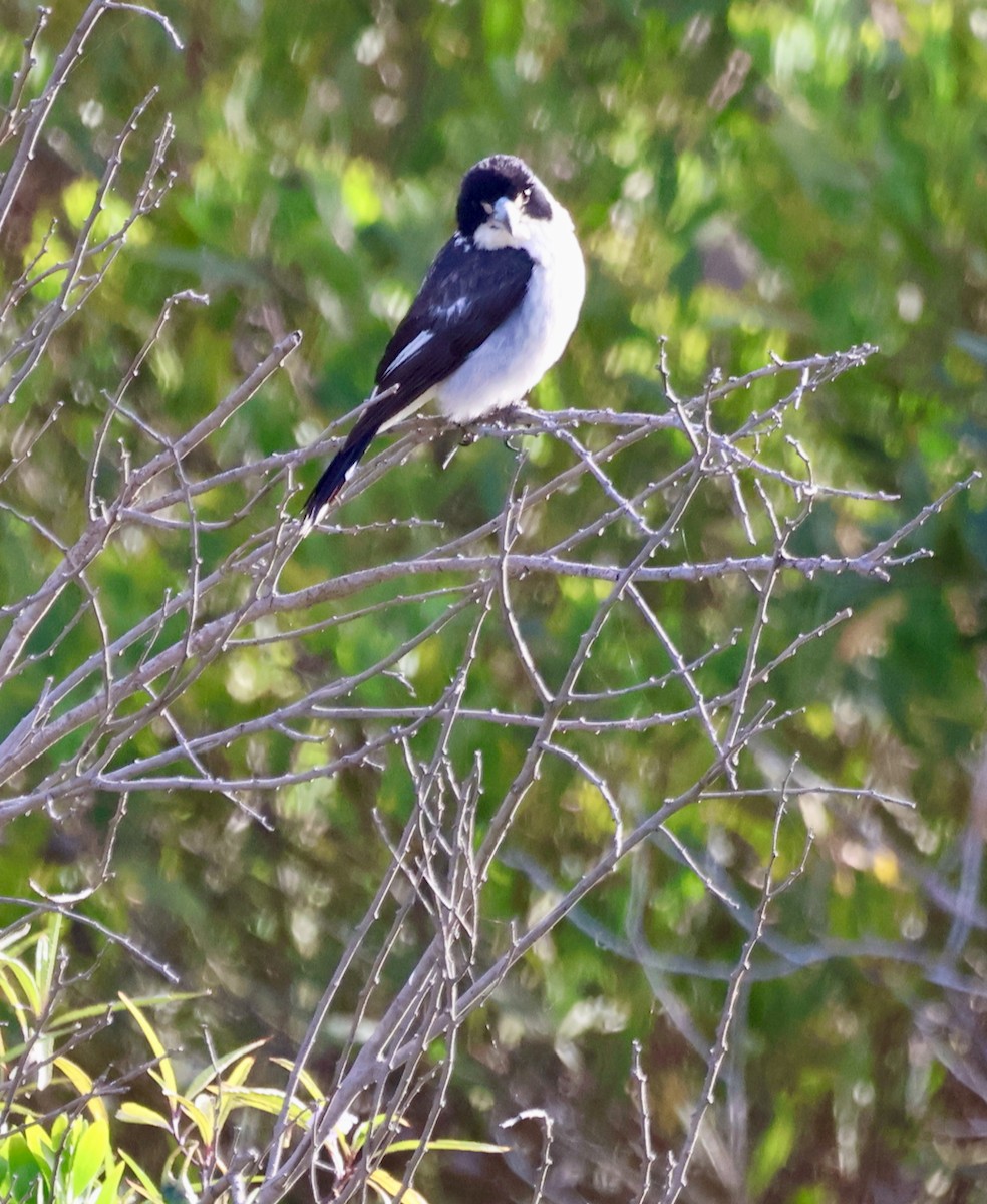 flétňák šedohřbetý - ML646390097