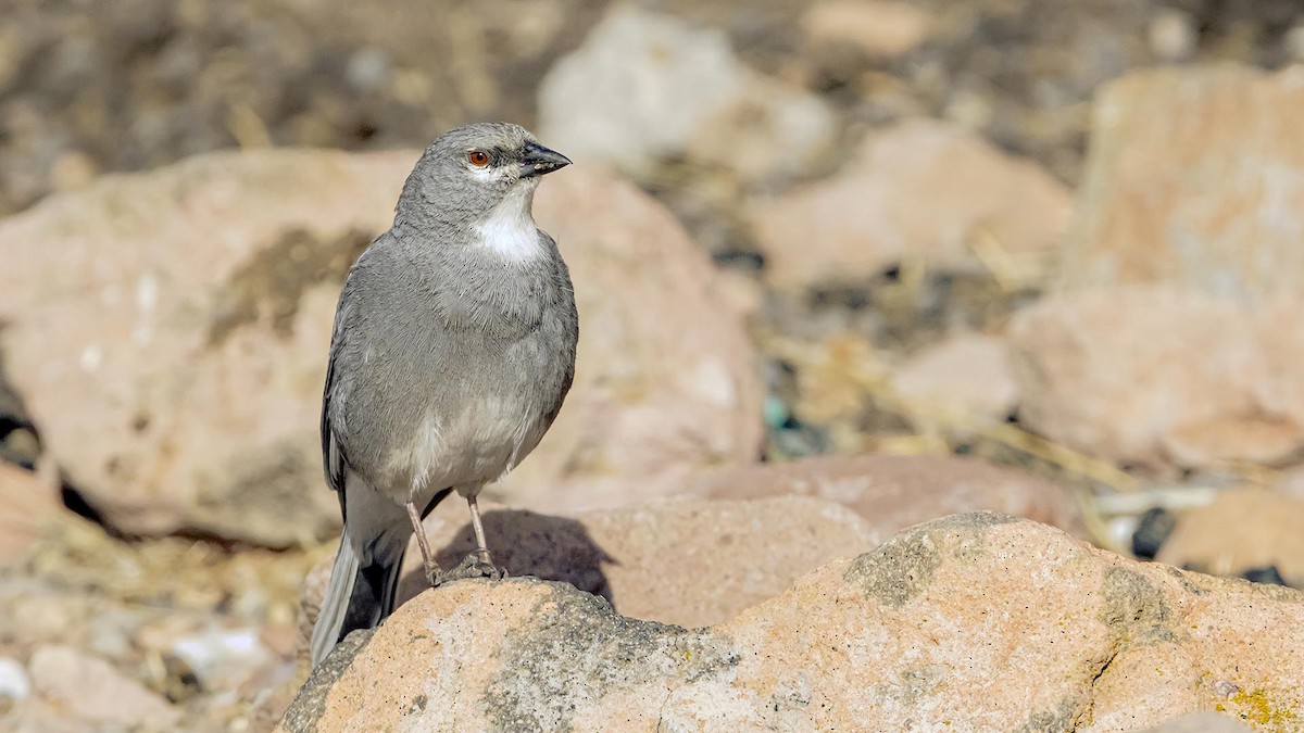 Glacier Finch - ML646390098