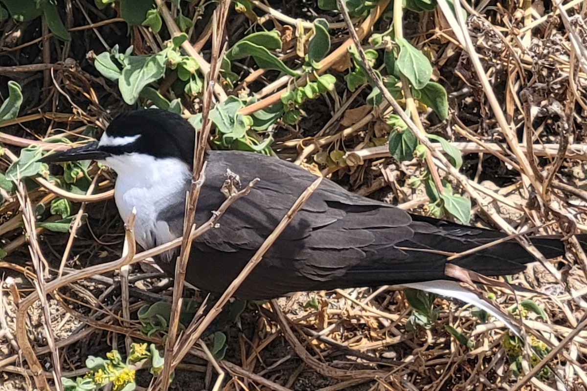 Bridled Tern - ML646390099