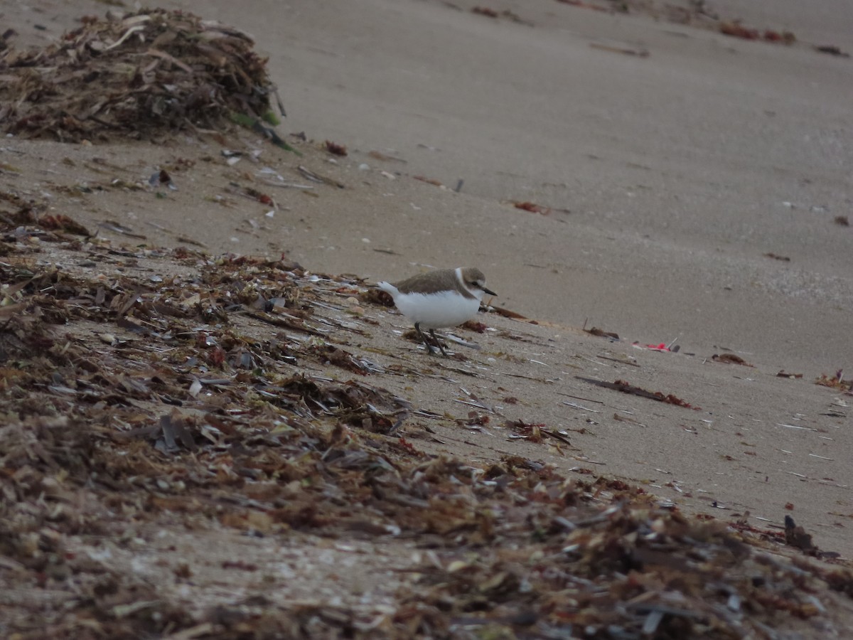 Kentish Plover - ML646390100