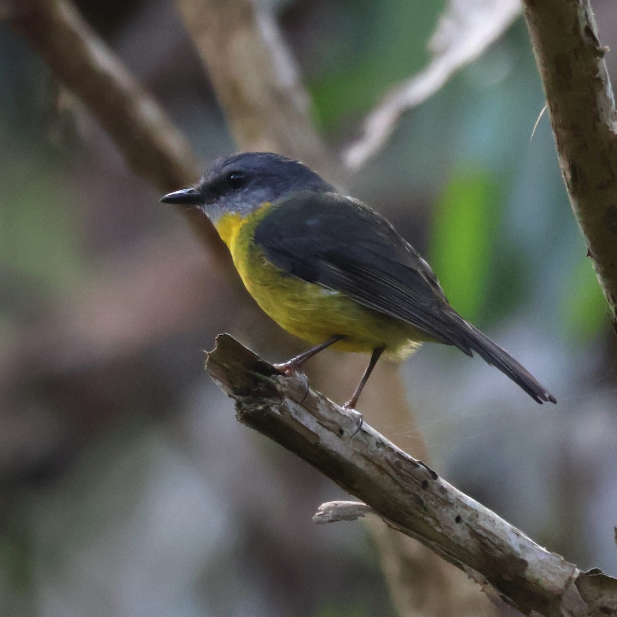 lejsčík žlutý - ML646390101