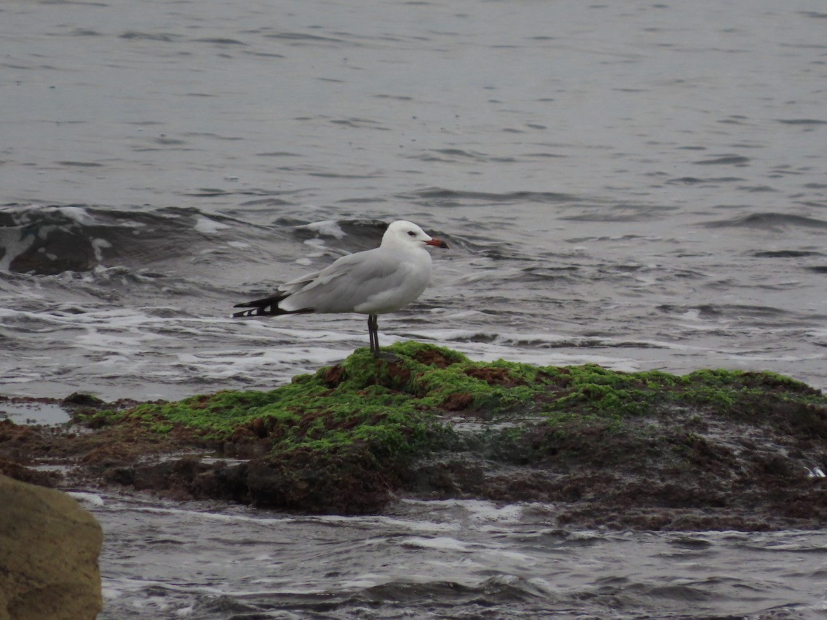 Audouin's Gull - ML646390102