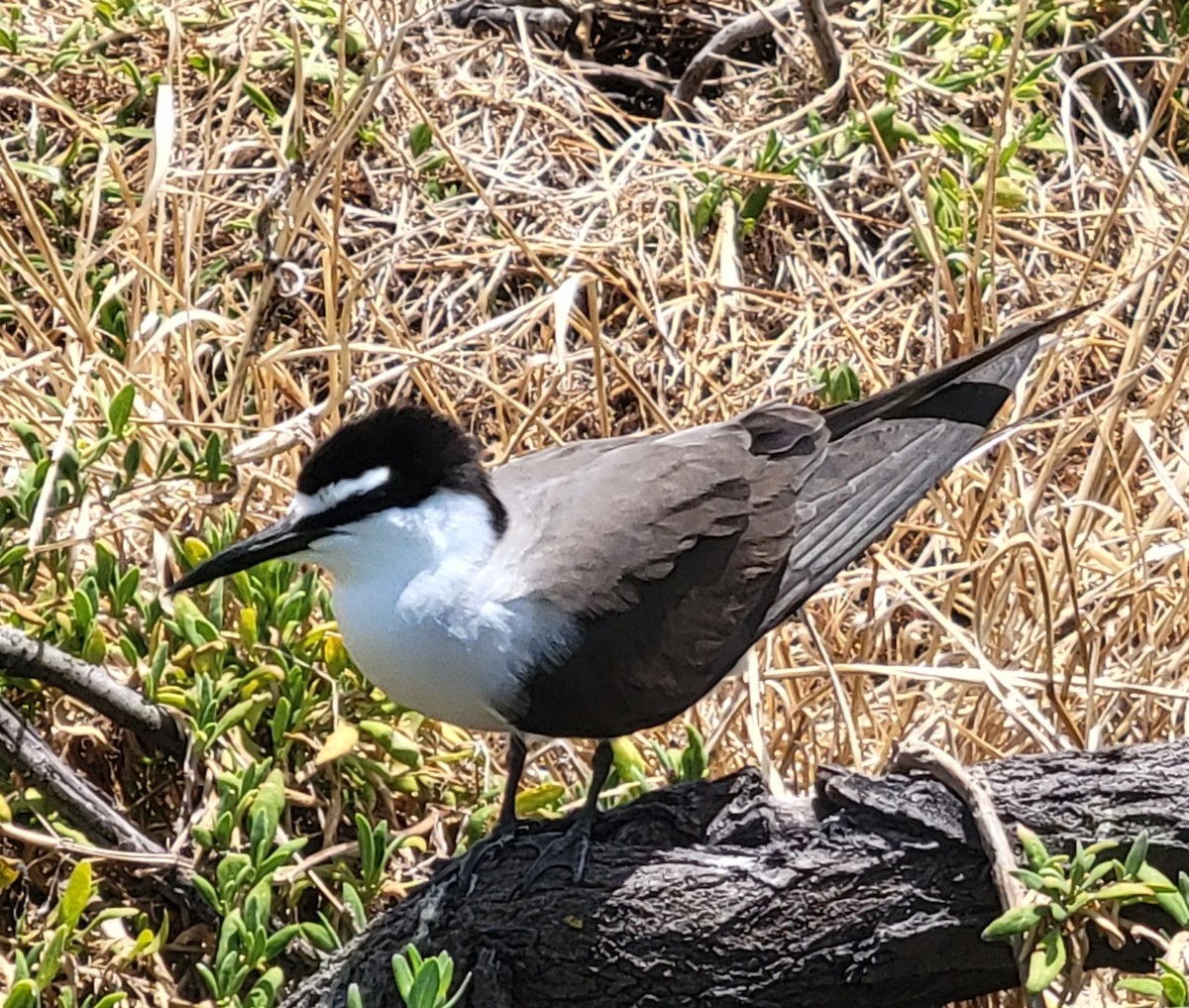 Bridled Tern - ML646390104