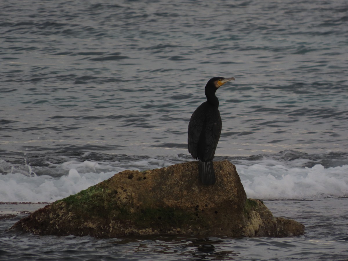 Great Cormorant - ML646390105