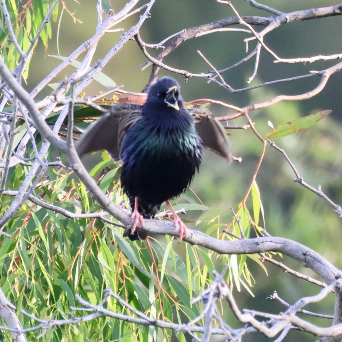 špaček obecný - ML646390106