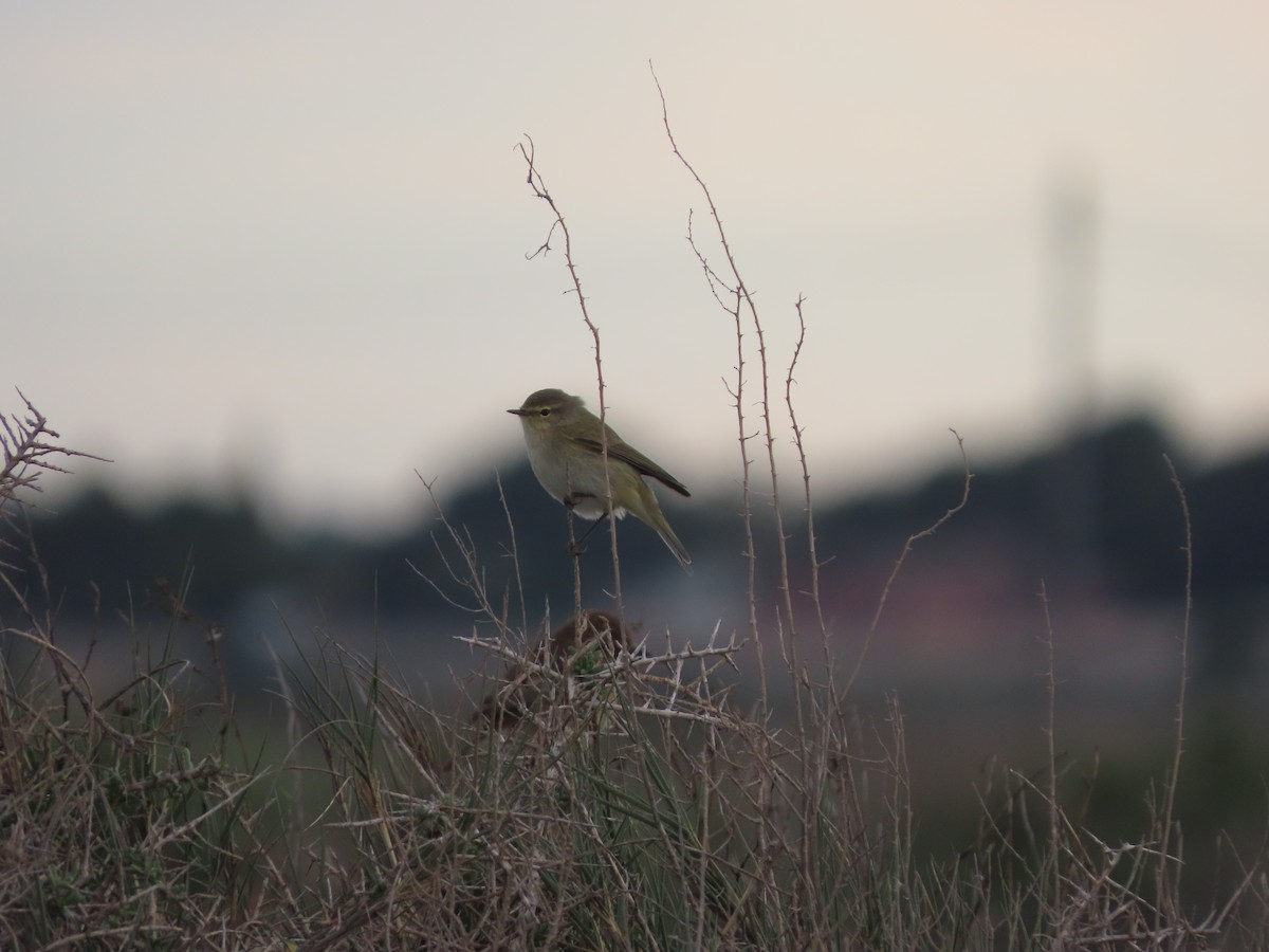 Common Chiffchaff - ML646390107