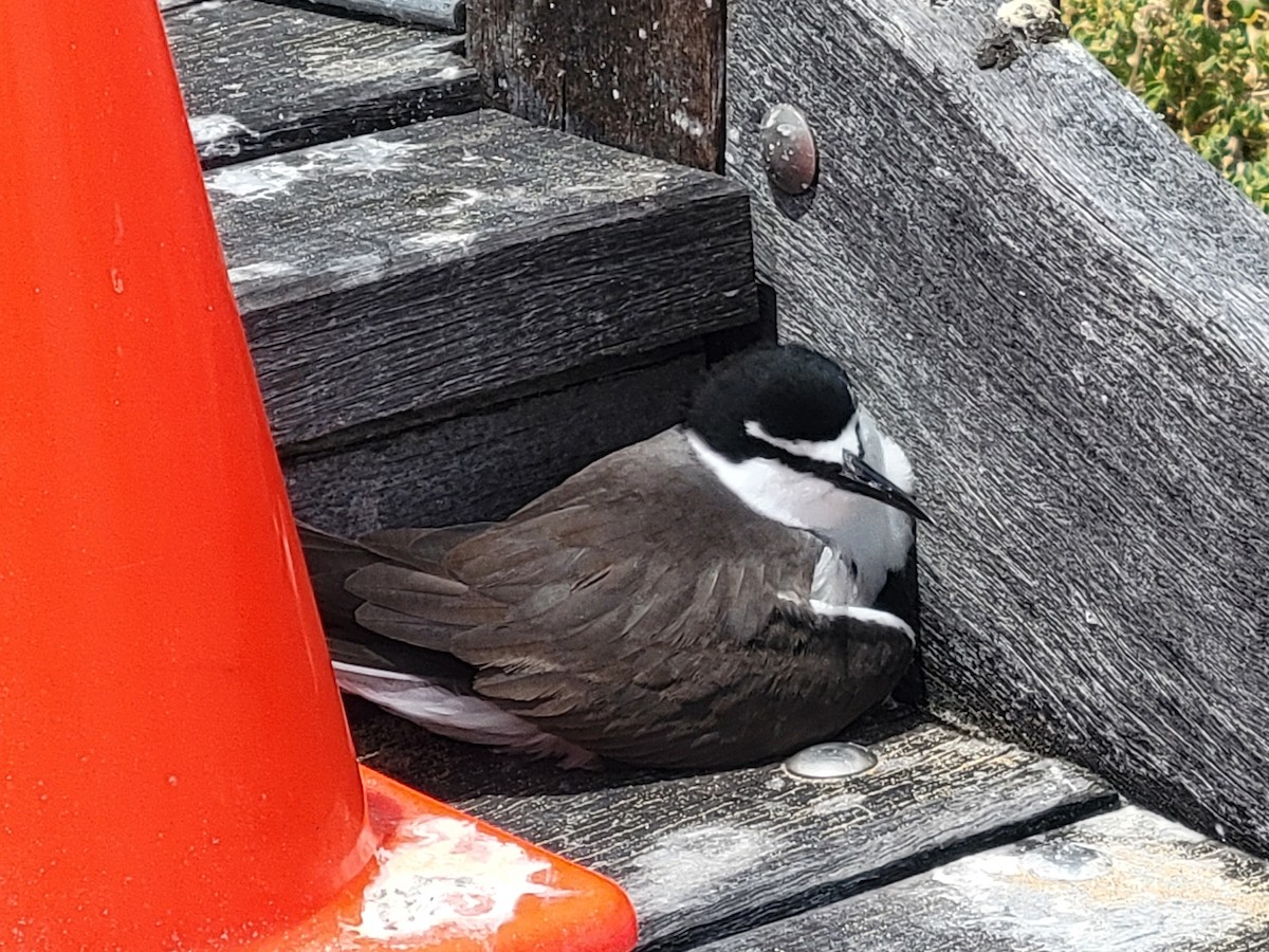Bridled Tern - ML646390109