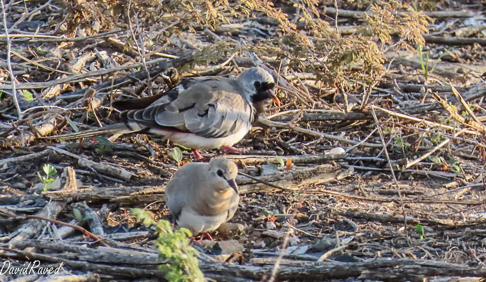 Namaqua Dove - ML646390117