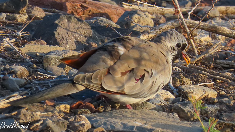 Namaqua Dove - ML646390120