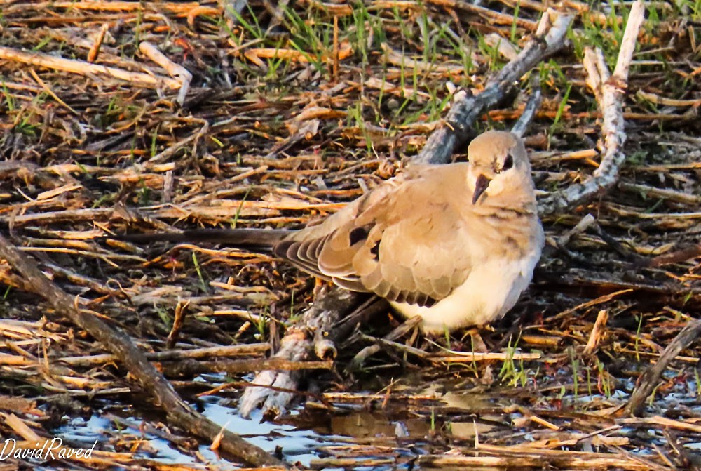 Namaqua Dove - ML646390123