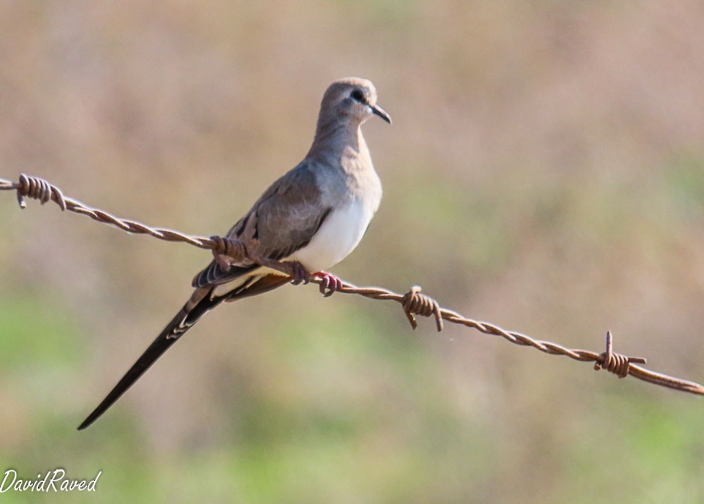 Namaqua Dove - ML646390124