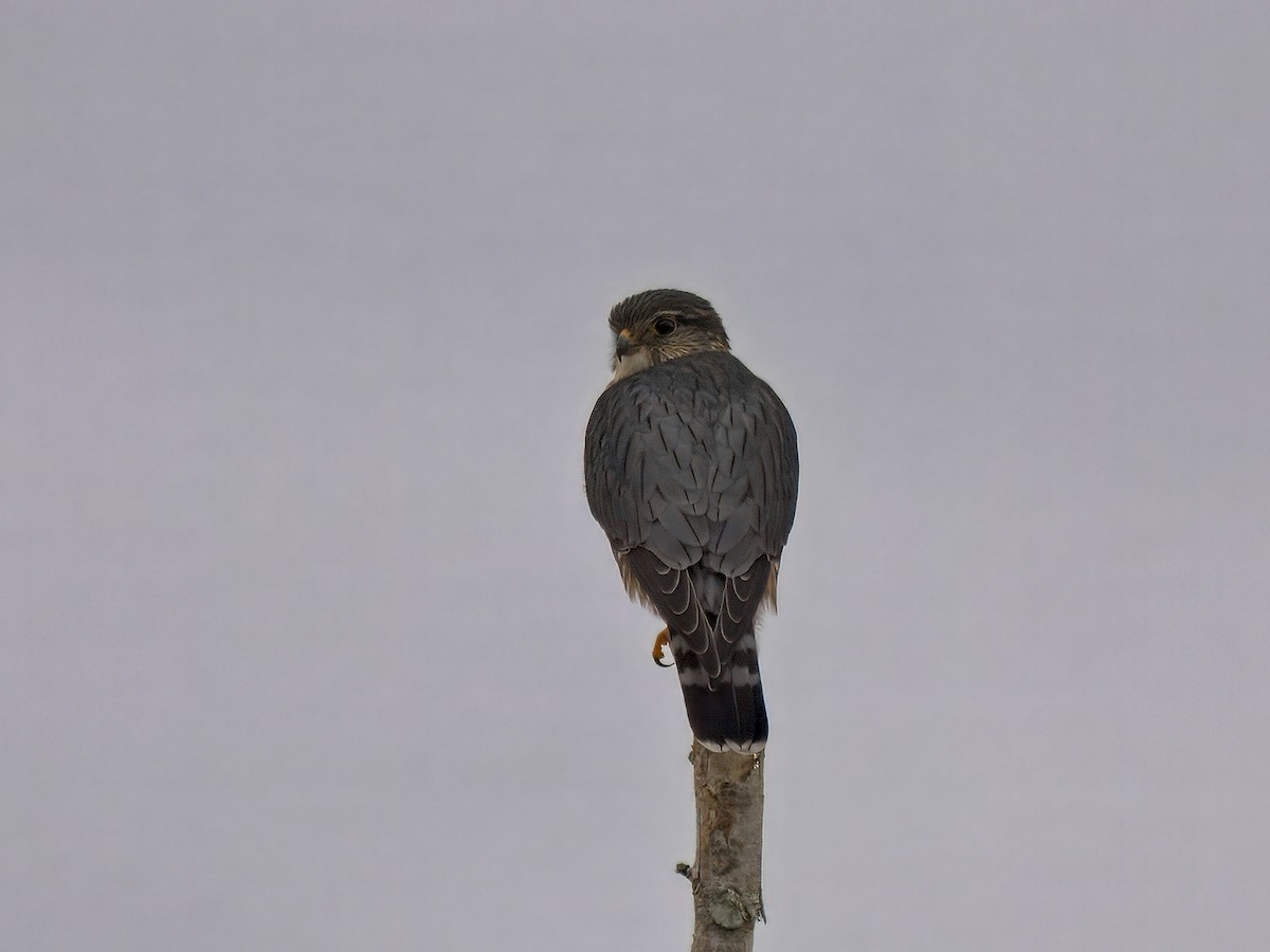 Merlin - ML646390125