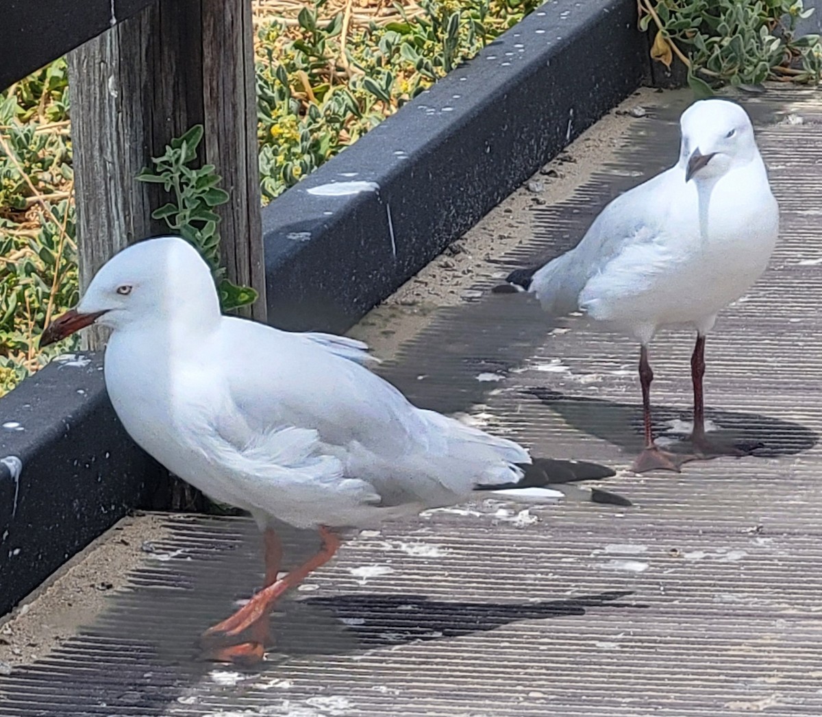 Silver Gull (Silver) - ML646390126