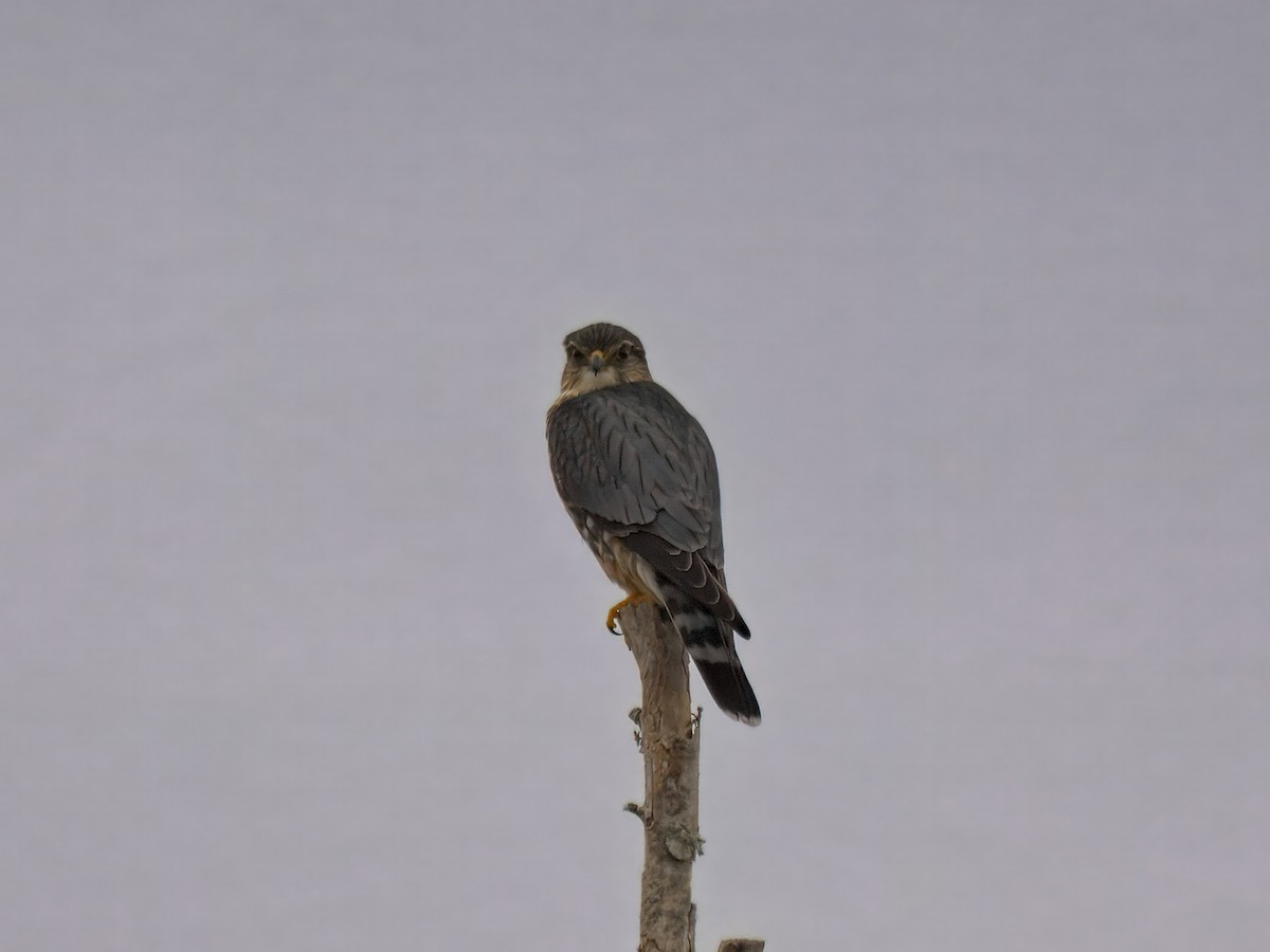 Merlin - ML646390128