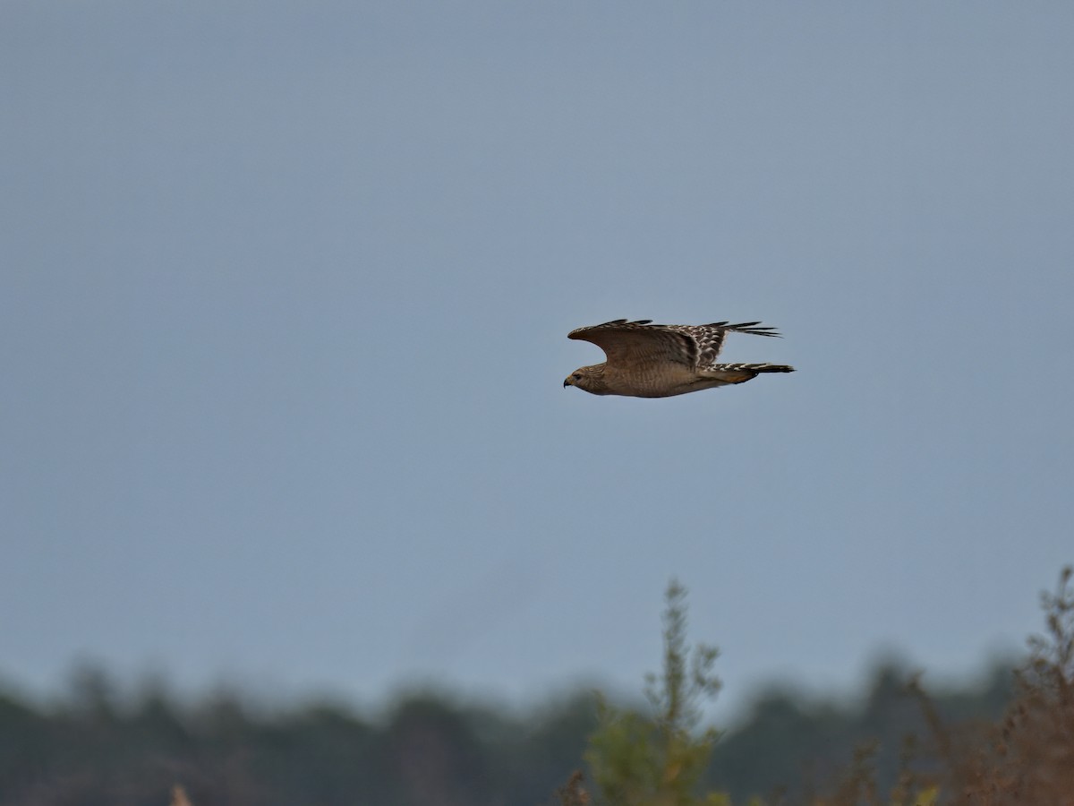 Red-shouldered Hawk - ML646390139