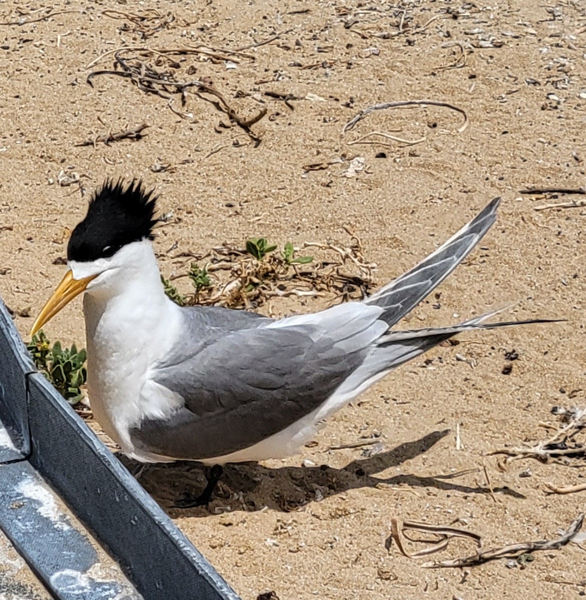 Great Crested Tern - ML646390140
