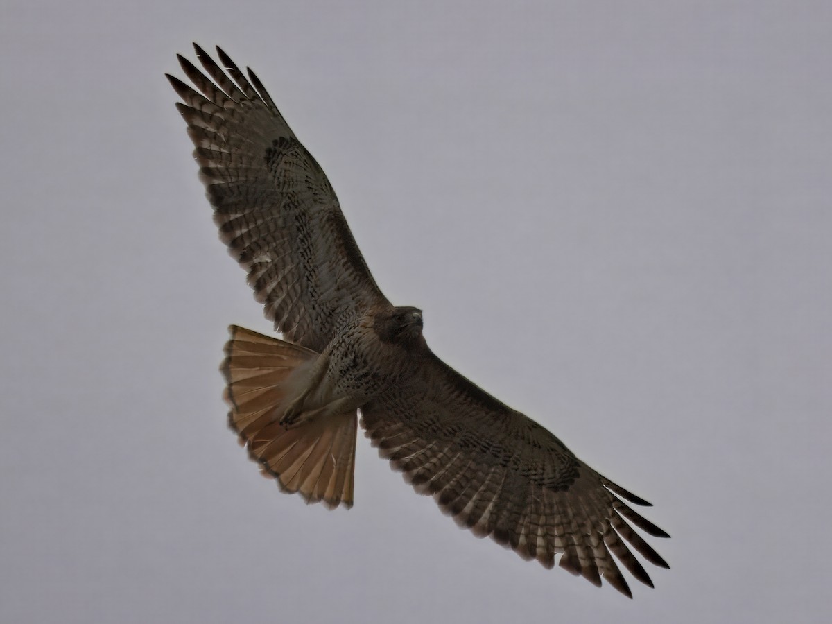 Red-tailed Hawk - ML646390141