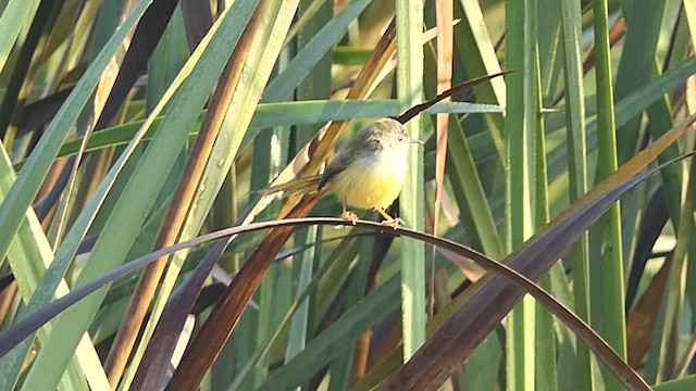 Yellow-bellied Prinia - ML646390143