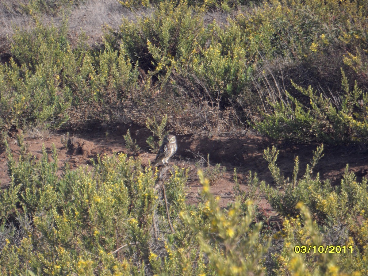 sýček obecný - ML646390146