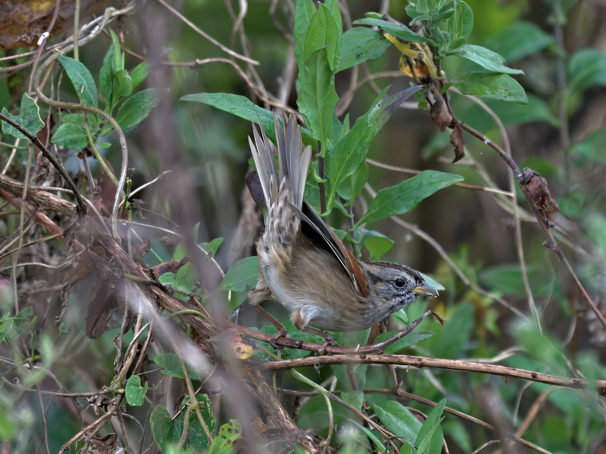 Swamp Sparrow - ML646390147