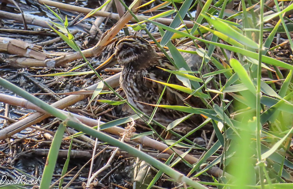 Jack Snipe - ML646390148