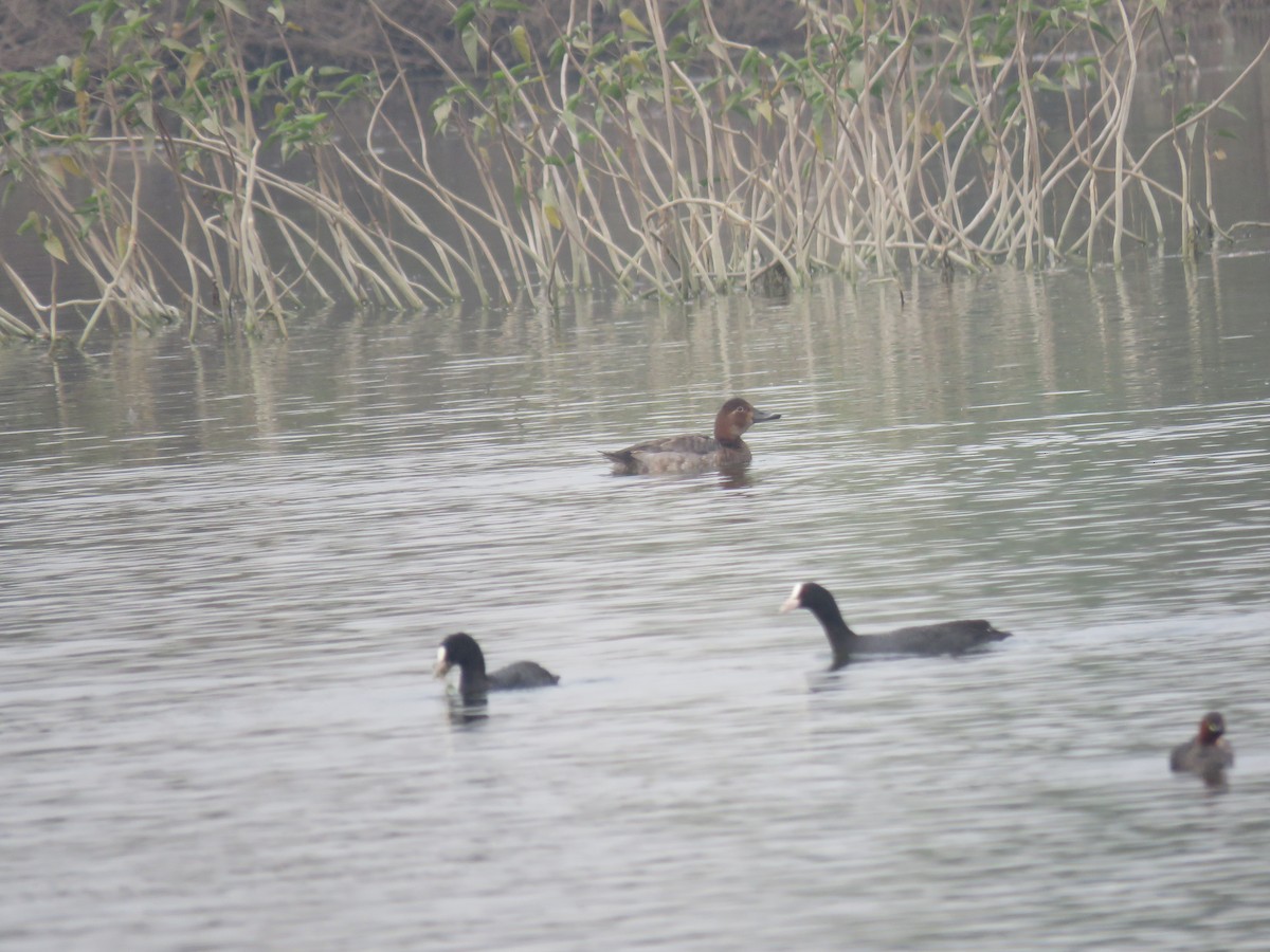 紅頭潛鴨 - ML646390149