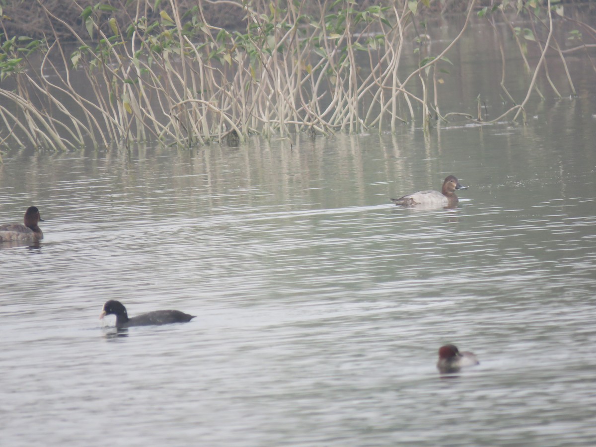 紅頭潛鴨 - ML646390151