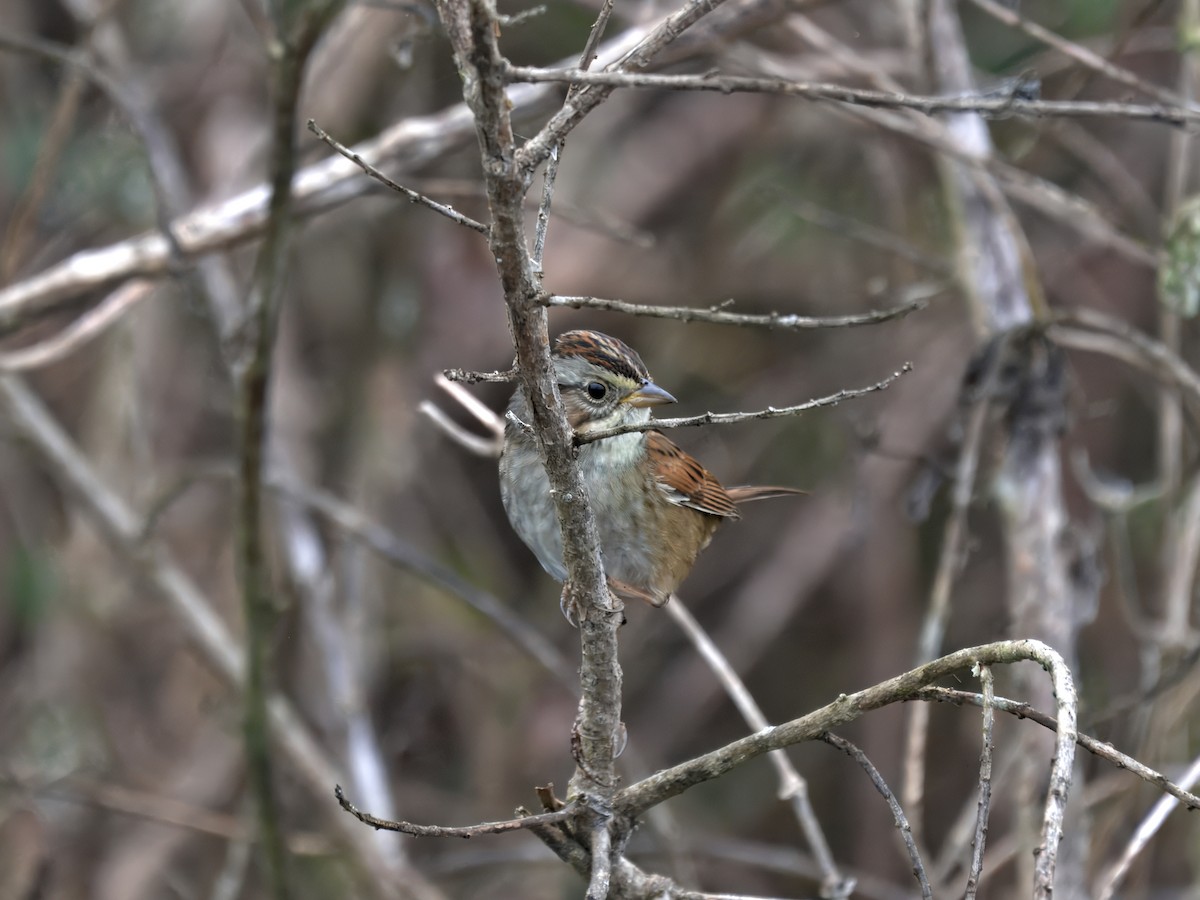 Swamp Sparrow - ML646390152