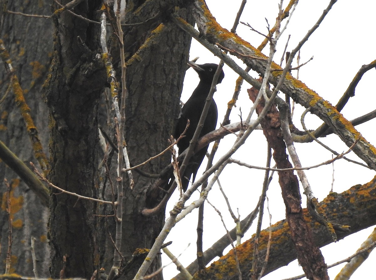 Black Woodpecker - ML646390153