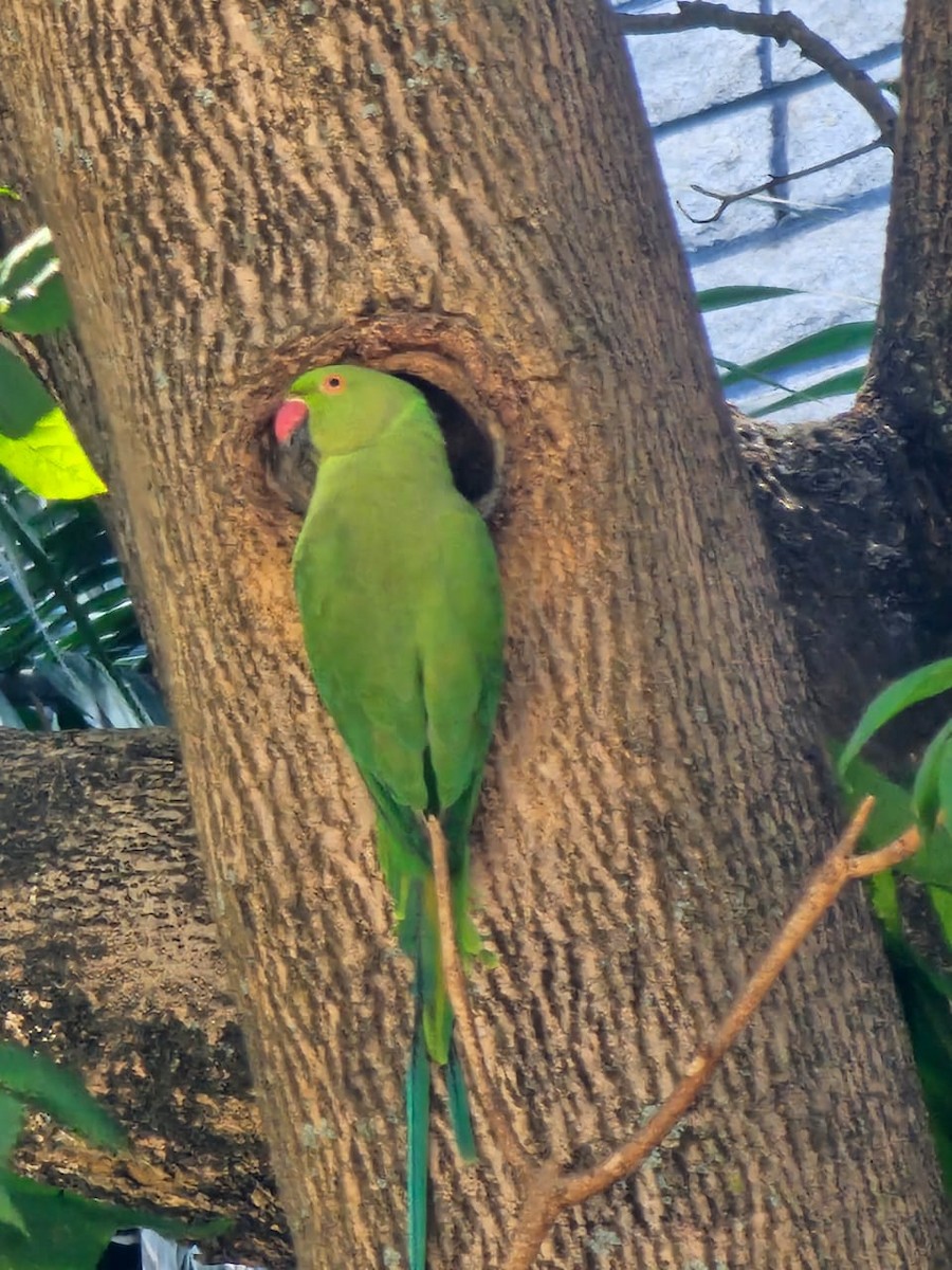 Rose-ringed Parakeet - ML646390154